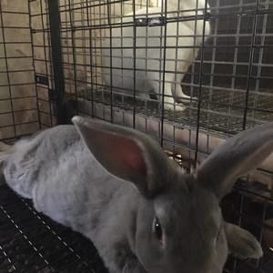 Meet your Posher, Ronald